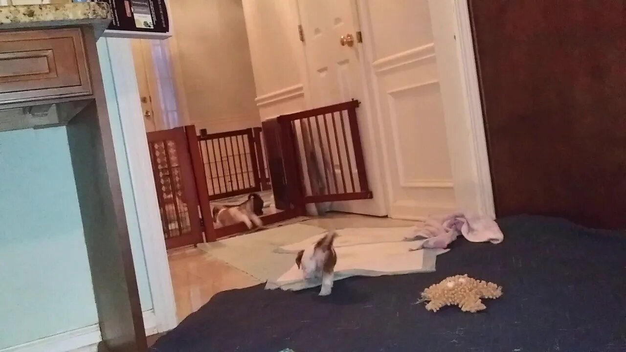 G Litter Kitchen Fun