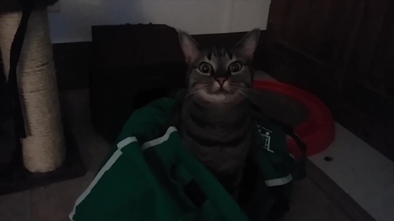 Cat in a bag