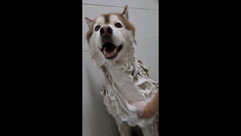 Husky in the bath... It's so cool! He's calm, right?