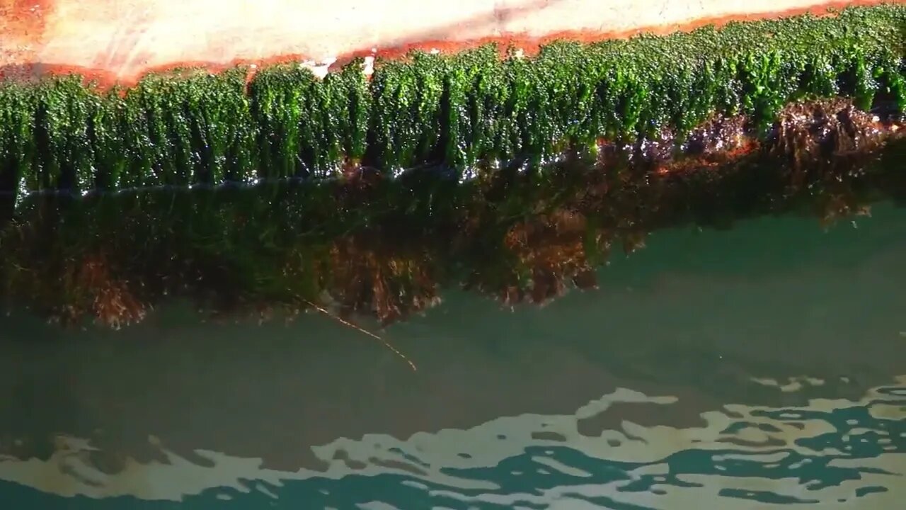 Moss Under The Boat And Sea