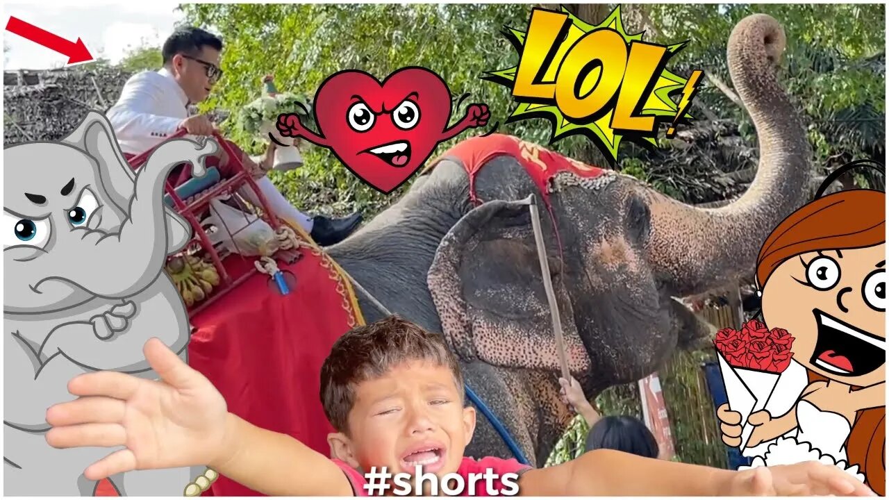 Wild Elephant Crashes Wedding Boon Kids Furious Lol