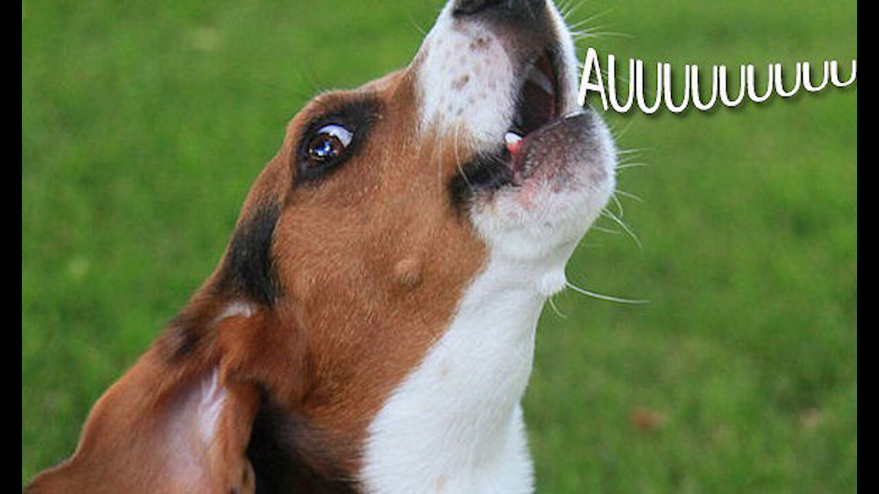 puppy learning to howl