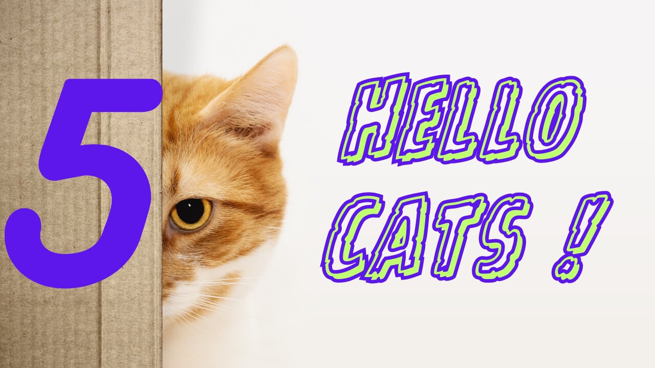 Hello cat !