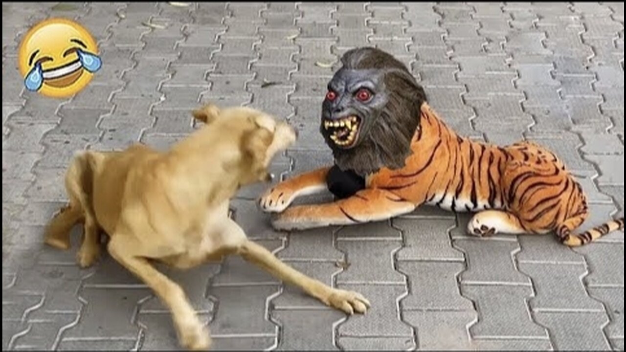 New Funny Animals π Funniest Cats and Dogs Videos πΊπΆ