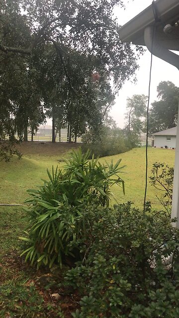 REPORTING LIVE!!!Ocala Weatherman Mr. Squirrel