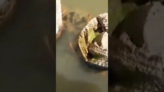 sucuri ataca pescador no rio Araguaia #shorts