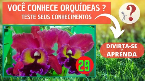 VOCÊ CONHECE ORQUIDEAS ? QUAL O NOME DESSA ORQUIDEA?DIVIRTA-SE IDENTIFICANDO ESSA ORQUÍDEA