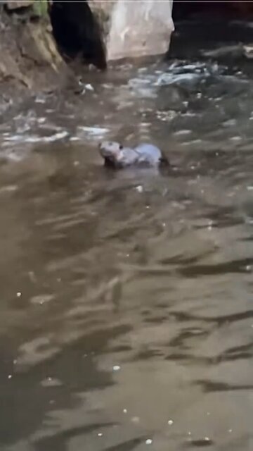 🦫 This beaver is my spirit animal.