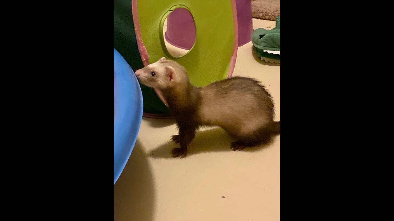 Angry Poodle Ferret