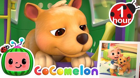 This is the Way (Doggy Care) + MORE CoComelon Nursery Rhymes &amp; Kids Songs