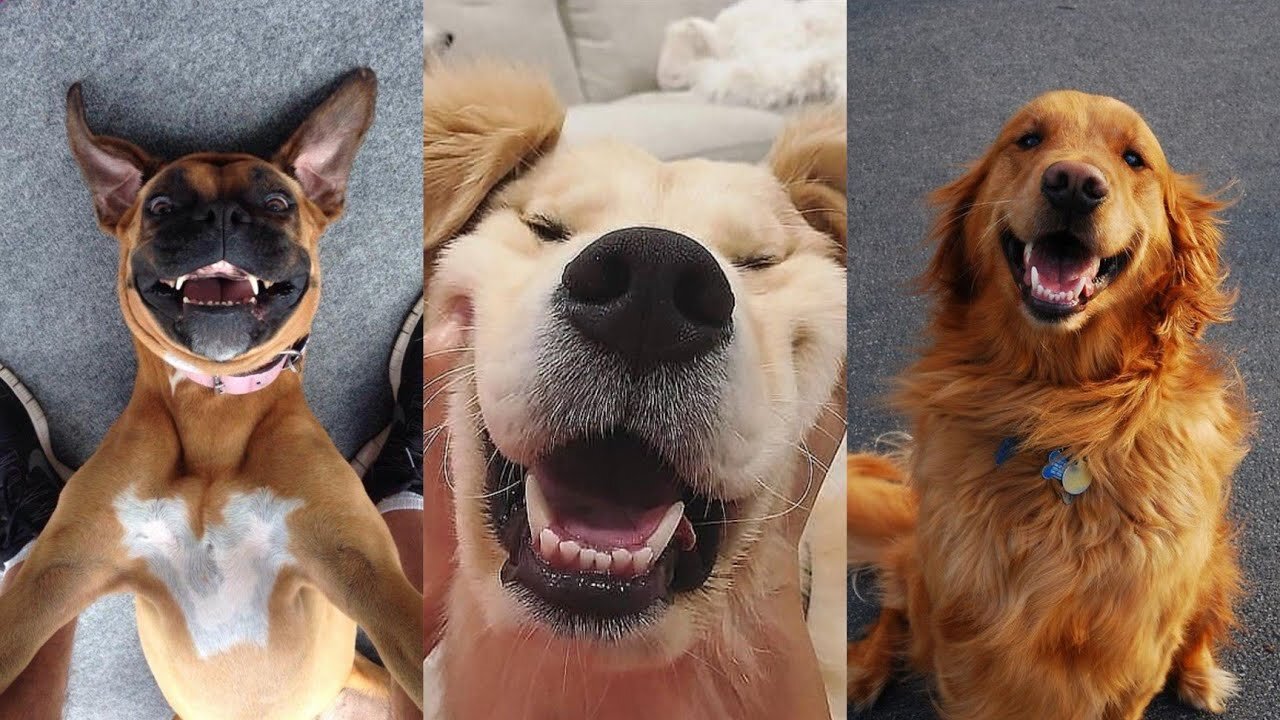 Happy Happy Happy Dog😂🤣