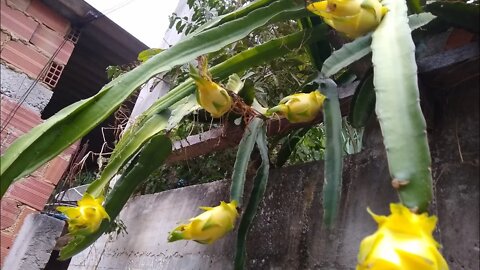 como plantar pitaia no muro de telas