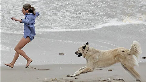 Funniest Animals Video - Funny Dogs And Cats - Try Not To Laugh Animals 2022-2023