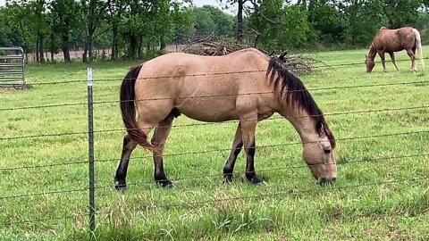 Morning Walk - Is This Horse Too Skinny? You Can See His Ribs?