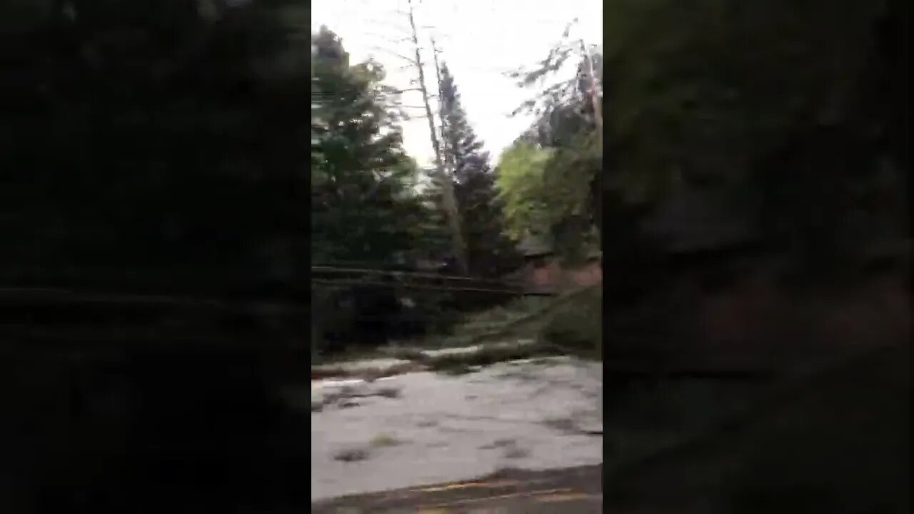 Downed trees in our neighbourhood (Ottawa-Canada)