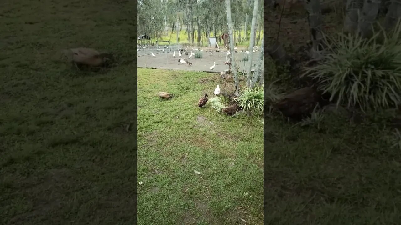 Ducks and geese in the yard eating some grass 30 August 2022