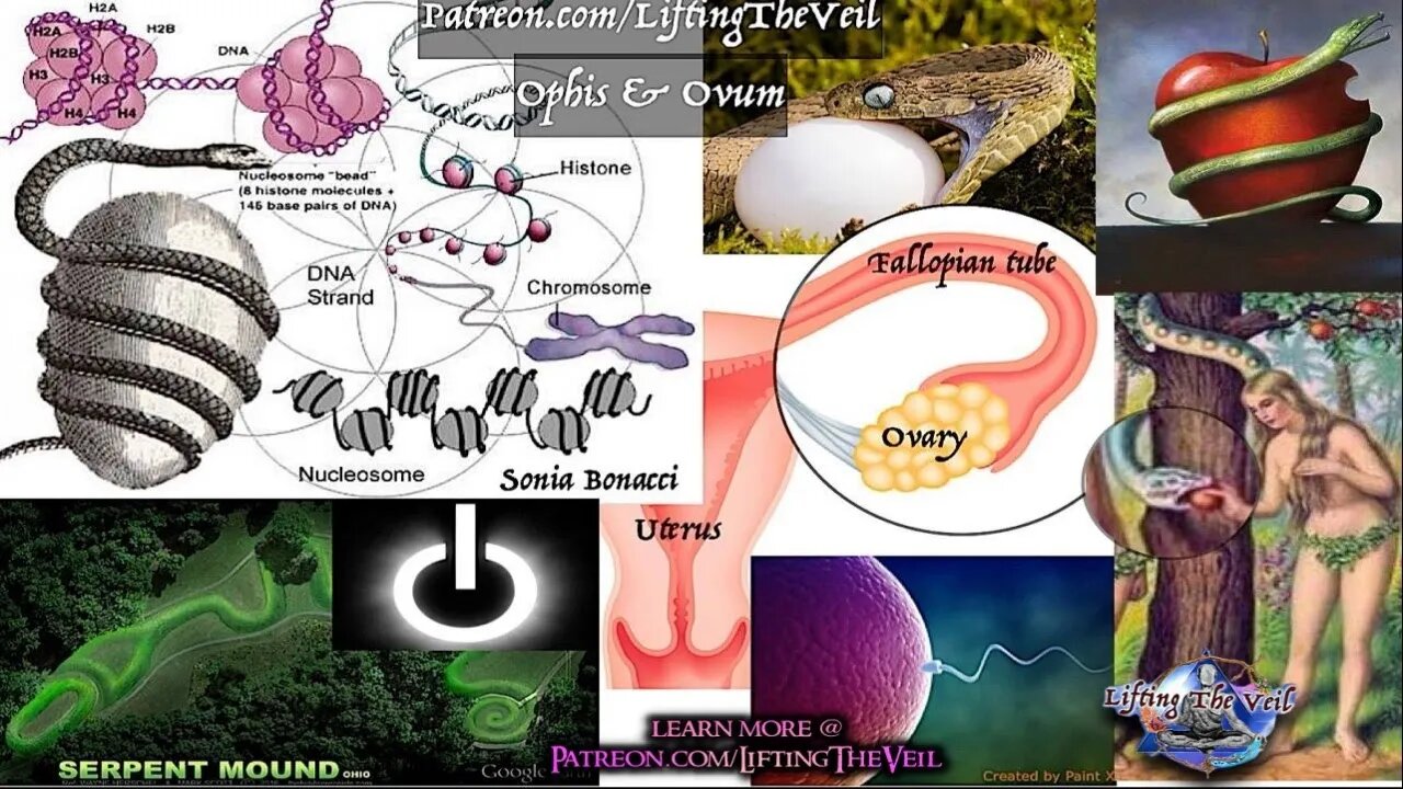 Symbols of Power 2.8: The Egg of Life, Universal Creation, Symbolic Anatomy - Lifting The Veil