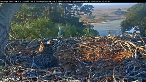 Carolina Chickadee Stops By 🦉 2/21/22 7:27