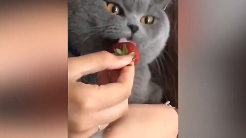 Funny Cat compilation 😹 - Try not to laugh 🤣😂🤣 - 😹#Cat Life