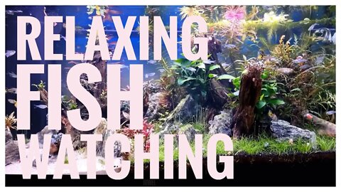 Relaxing Fish Watching with Jazz Piano Music | Relaxation | Dutch Aquascape | 물멍 | Relaxation Music