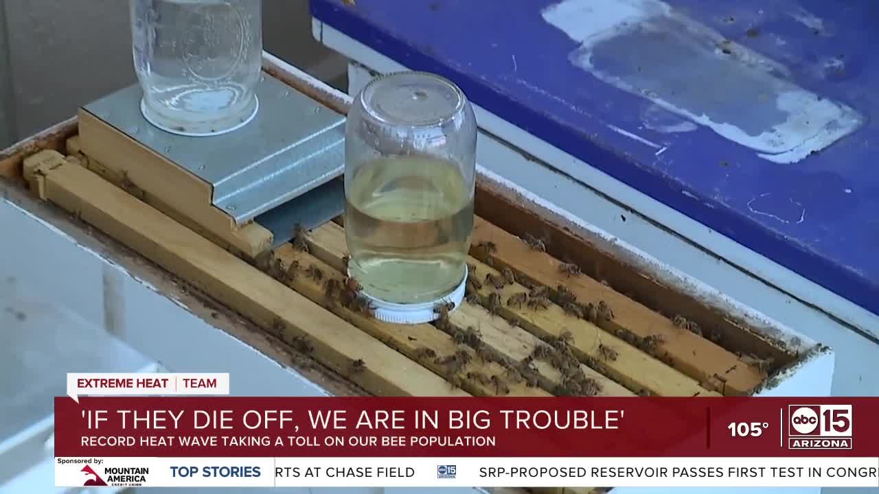 Arizona heat taking a toll on bees