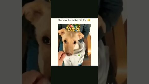 Cute Dog Apne Toy Ke Sath😘Cute Dog👈