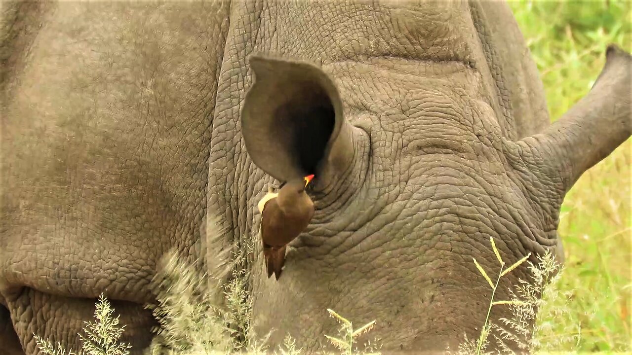 Bird suddenly disappears completely down into rhino's ear