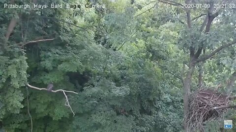 Hays Eagles H12 to woods limb 070920