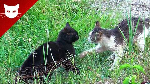 Wet Cat Fight in my Backyard