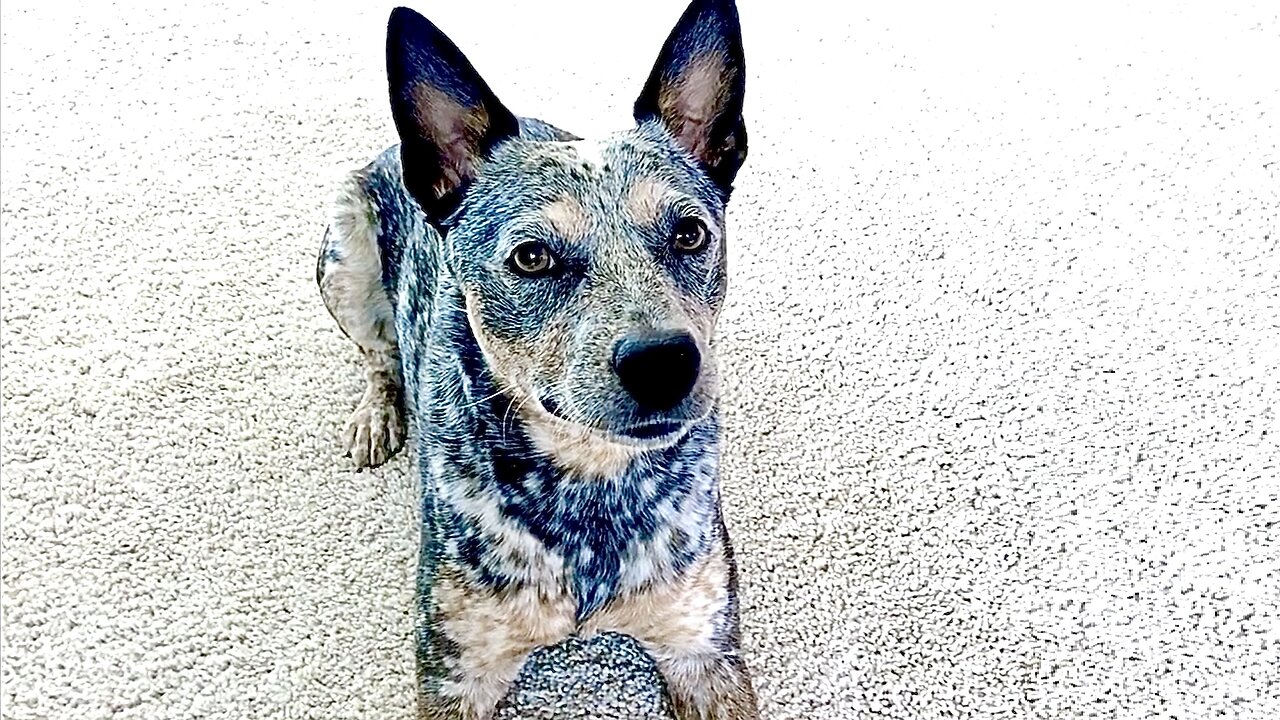 Part 3 of 6: The Best of ZIPPY BLUE HEELER the Mini Australian Cattle Wonder Dog!!