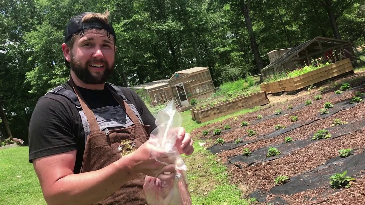 Butchering Day! The Farm Is A Little Smaller - The Mac’s