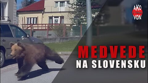 Medvede na Slovensku