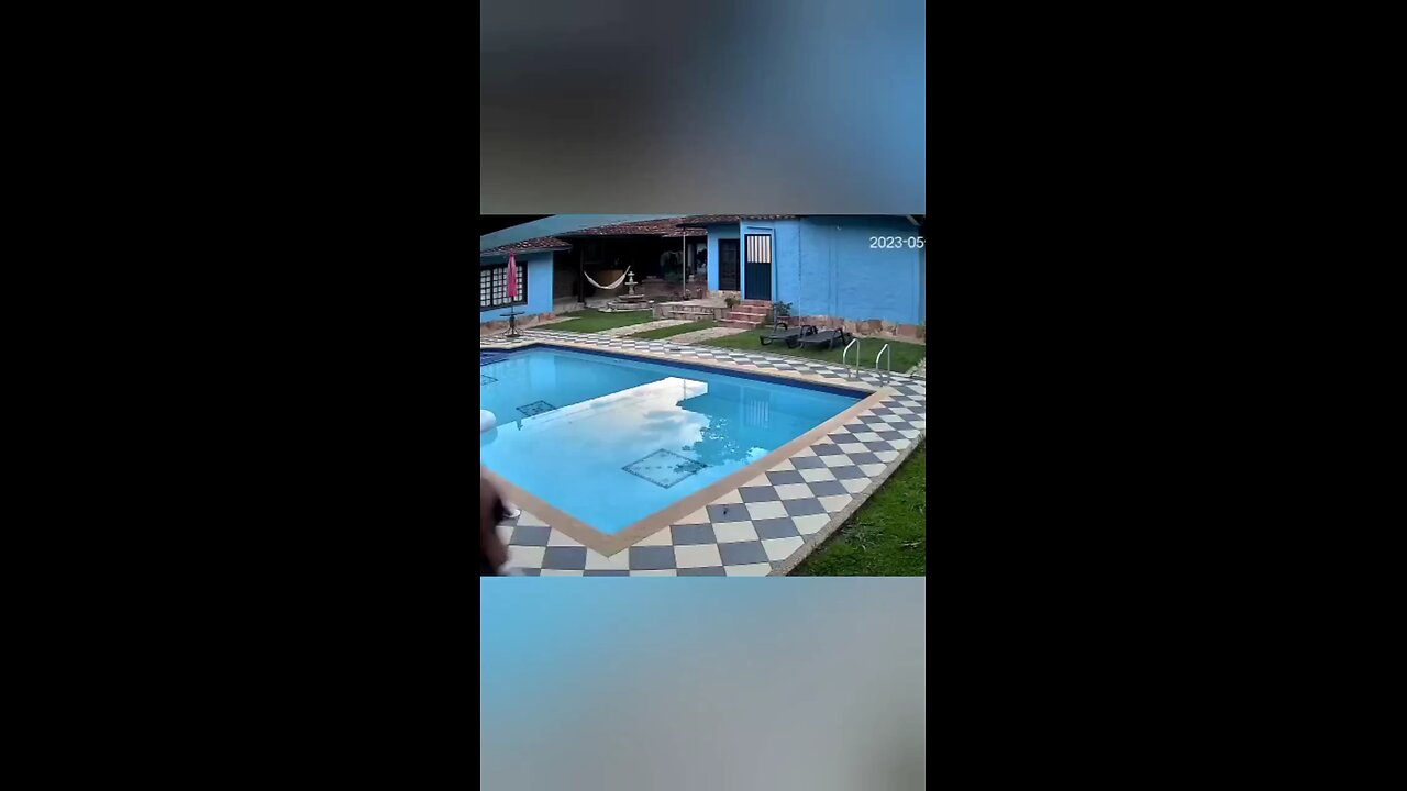 funny pet