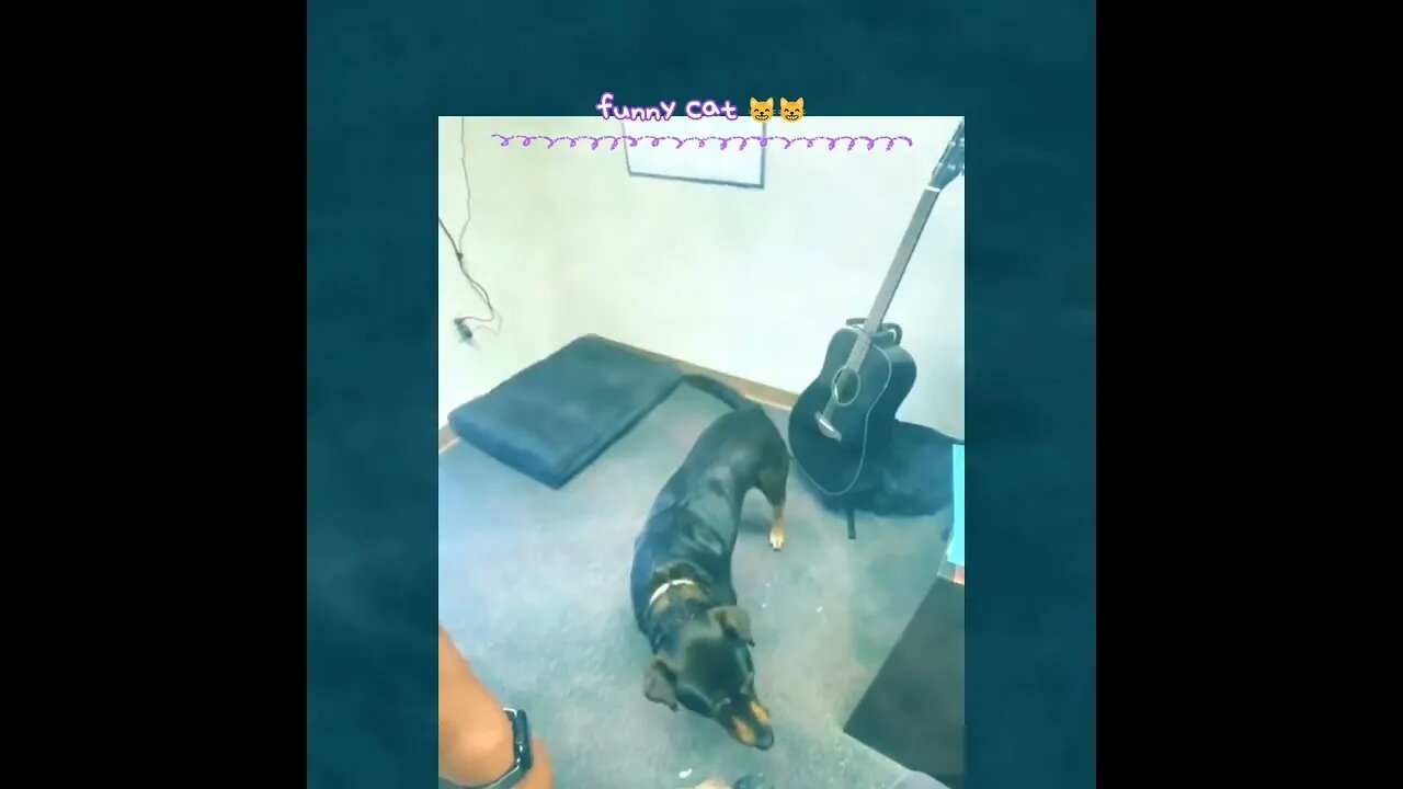 funny cat 3|||20222
