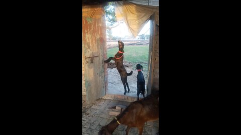 goat funny video faram