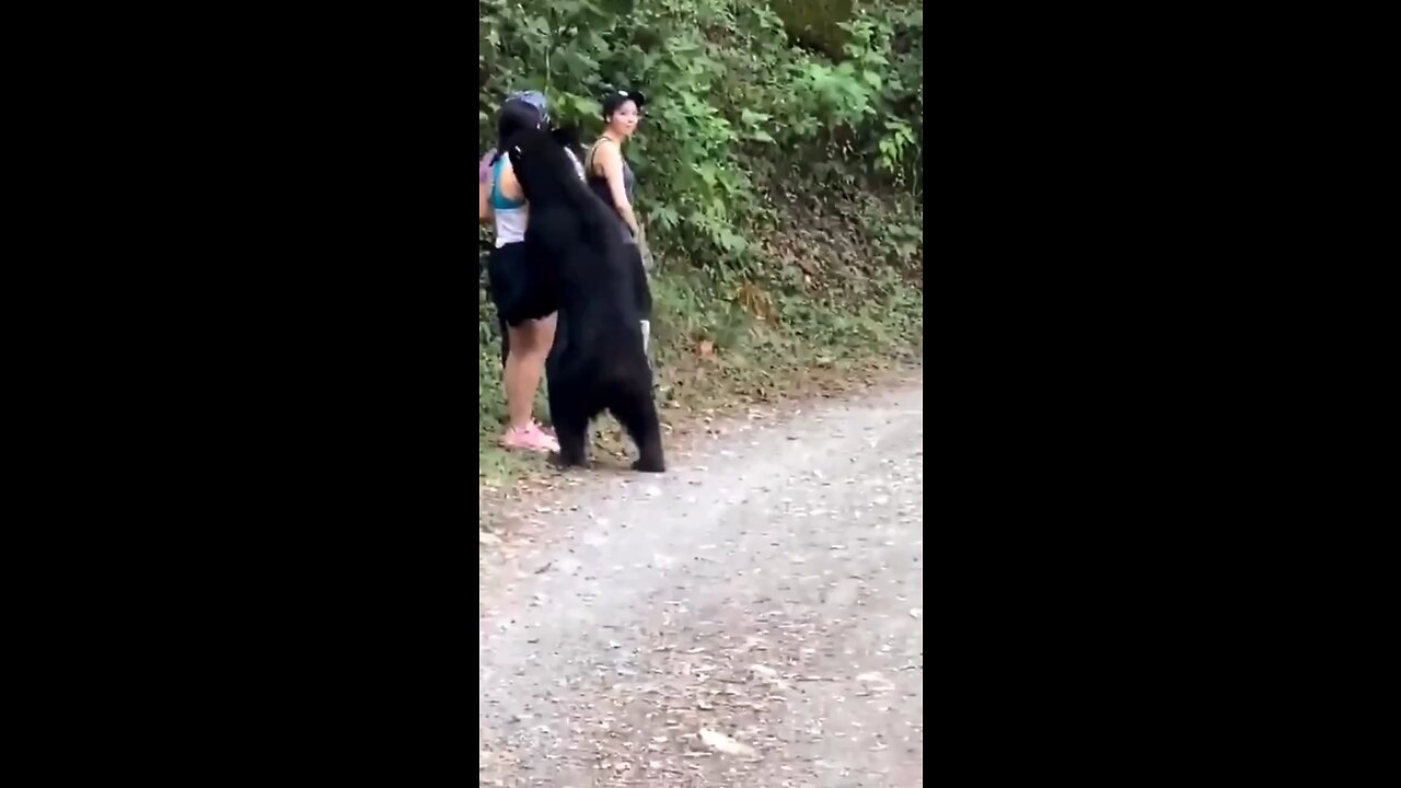 Tourist in Mexico have a tense encounter with a black bear