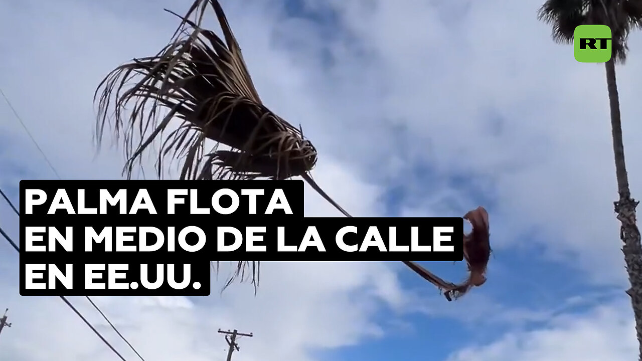 Rama de palmera flota en el aire en una calle de California