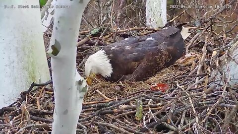 USS Eagles - PIP on Egg #2