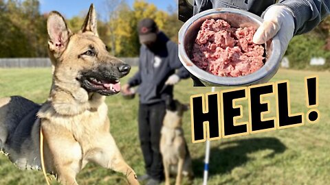 TRAINING HEEL WITH RAW FOOD!
