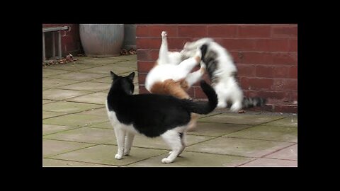 Cat Fight Compilation Video