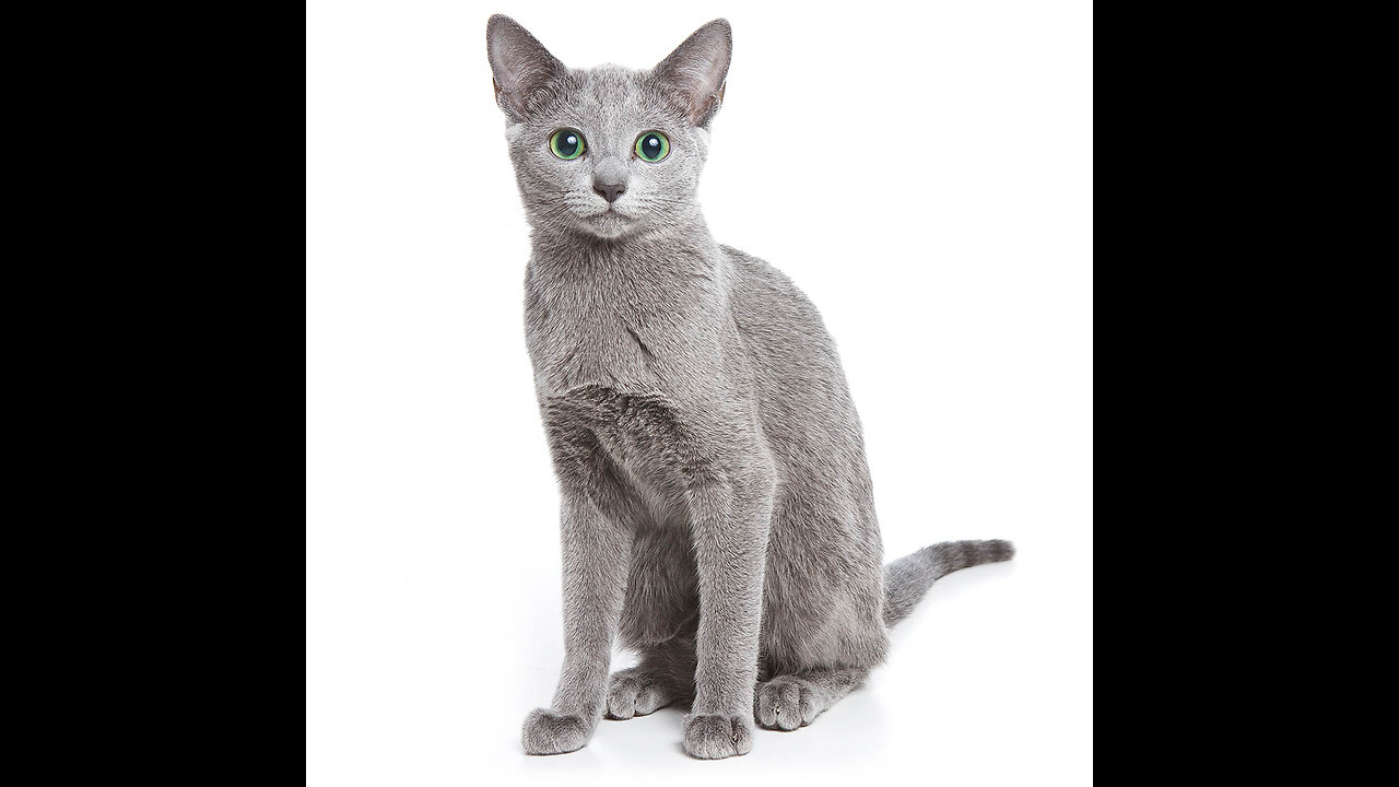 Cat - Russian Blue