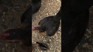 Chickens first time every free ranging. The whole family!