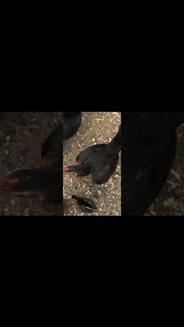 Chickens first time every free ranging. The whole family!