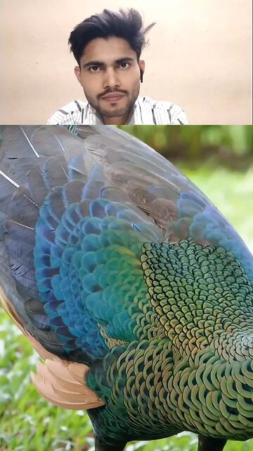 The Beautiful Peacock