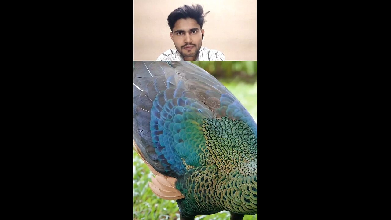 The Beautiful Peacock