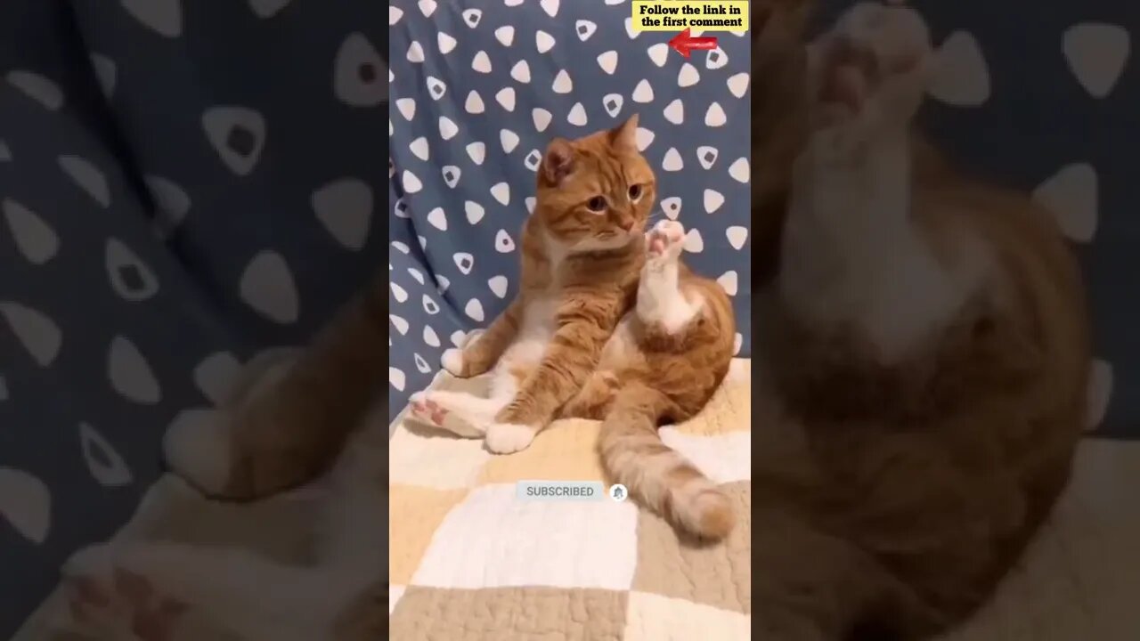 cute cat videos 😹 funny videos 😂 637 😻#shorts #shortsfunny #cutecat #catvideos #catsfood #catscare