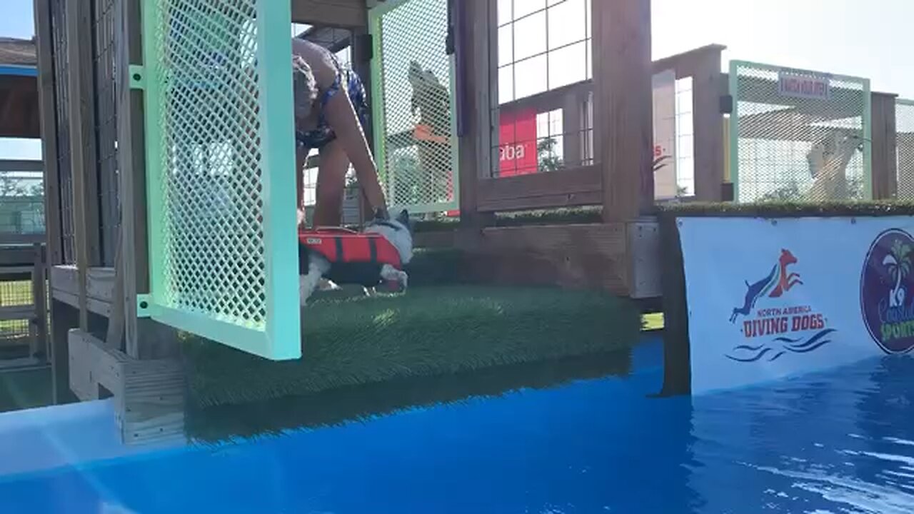 Dock diving queen