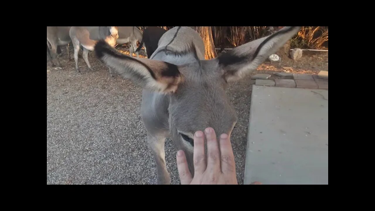 donkeys munchin on some mesquite beans