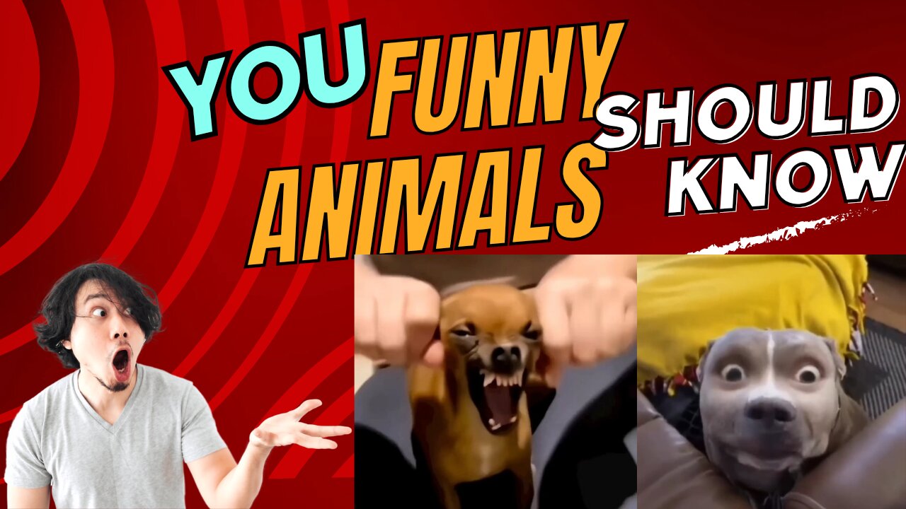 "Hilarious Animal Antics: Dogs and Pets at Their Funniest!"