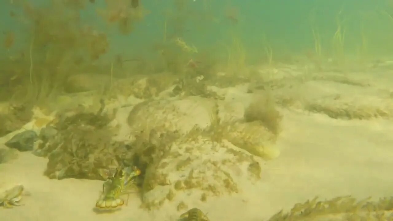 Cool large lobsters in defense along the ocean floor beach